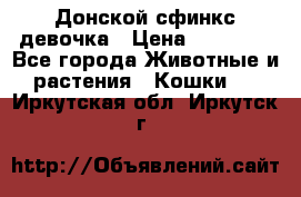 Донской сфинкс девочка › Цена ­ 15 000 - Все города Животные и растения » Кошки   . Иркутская обл.,Иркутск г.